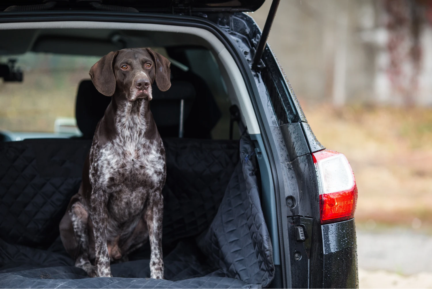 Volkswagen Golf Dog Safety Belt for German Shorthaired Pointers