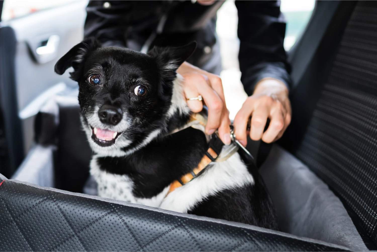 Volkswagen Golf Dog Safety Belt for German Shorthaired Pointers